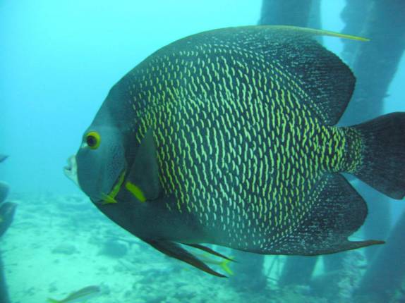 Peixe-anjo em mergulho no South Pier, no sul de Bonaire